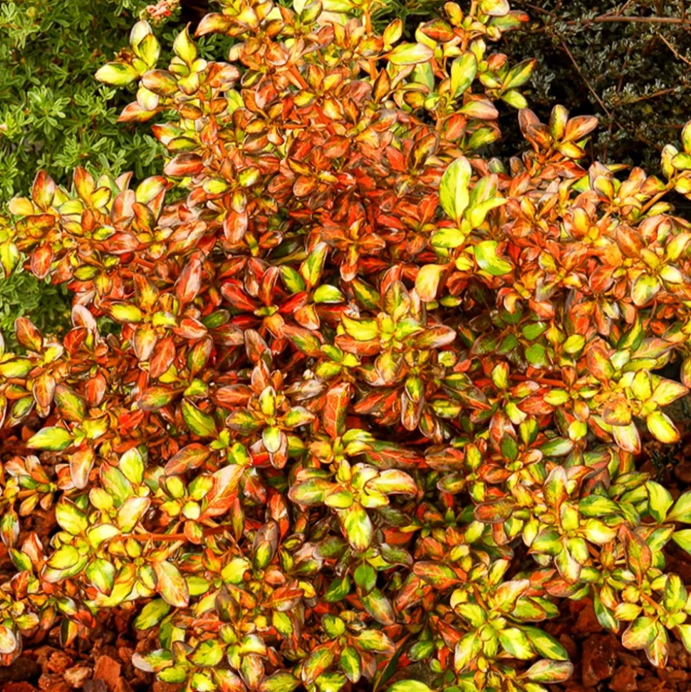 WILLEMSE FRANCE - Coprosma evening glow ® - le pot / ø 9cm