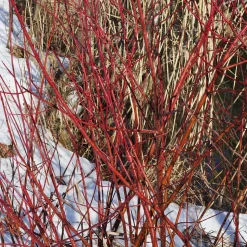 WILLEMSE FRANCE - Cornouiller blanc elegantissima - le pot / 1.5l / hauteur livrée 30-40cm, vendu par lot de 2