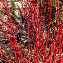 WILLEMSE FRANCE - Cornouiller à bois rouge sibirica - le pot / ø 9cm, vendu par lot de 2