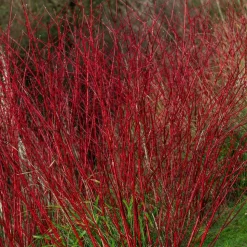 WILLEMSE FRANCE - Cornouiller à bois rouge sibirica - le pot / ø 9cm, vendu par lot de 2