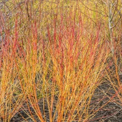 WILLEMSE FRANCE - Cornouiller fluo winter flame - le pot / 1.3l / hauteur livrée 20-30cm, vendu par lot de 2