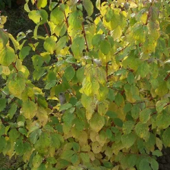 WILLEMSE FRANCE - Cornouiller fluo winter flame - le pot / 1.3l / hauteur livrée 20-30cm, vendu par lot de 2