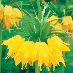 WILLEMSE FRANCE - Couronne impériale jaune - le sachet de 1 bulbe / circonférence 20-24cm, vendu par lot de 6