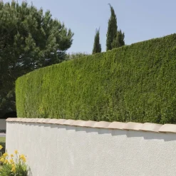 WILLEMSE FRANCE - Cyprès de leyland - le pot / ø 9cm / hauteur livrée environ 30cm, vendu par lot de 2