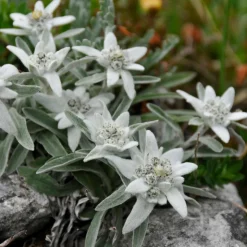 WILLEMSE FRANCE - Edelweiss des alpes - le pot / ø 9cm, vendu par lot de 2