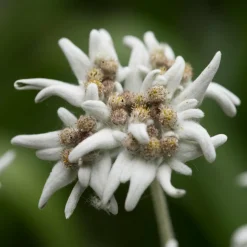 WILLEMSE FRANCE - Edelweiss des alpes - le pot / ø 9cm, vendu par lot de 2
