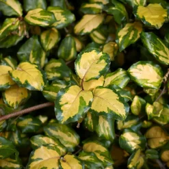 WILLEMSE FRANCE - Eleagnus pungens maculata - le pot / 1.5l / hauteur livrée 30-40cm, vendu par lot de 2