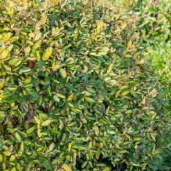 WILLEMSE FRANCE - Eleagnus pungens maculata - le pot / 1.5l / hauteur livrée 30-40cm, vendu par lot de 2
