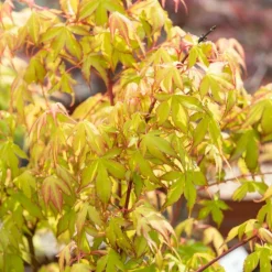 WILLEMSE FRANCE - Erable du japon katsura - le pot / ø 11cm / hauteur livrée 20-25cm, vendu par lot de 2