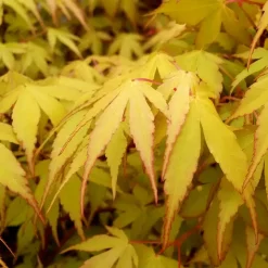 WILLEMSE FRANCE - Erable du japon katsura - le pot / ø 11cm / hauteur livrée 20-25cm, vendu par lot de 2