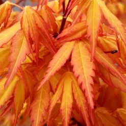 WILLEMSE FRANCE - Erable du japon katsura - le pot / ø 11cm / hauteur livrée 20-25cm, vendu par lot de 2