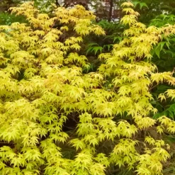 WILLEMSE FRANCE - Erable du japon katsura - le pot / ø 11cm / hauteur livrée 20-25cm, vendu par lot de 2