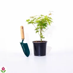 WILLEMSE FRANCE - Erable du japon katsura - le pot / ø 11cm / hauteur livrée 20-25cm, vendu par lot de 2