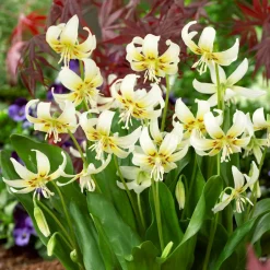 WILLEMSE FRANCE - Erythrone white beauty - le sachet de 1 bulbe / calibre i, vendu par lot de 6