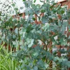 WILLEMSE FRANCE - Eucalyptus gunnii - le pot / 1.5l / hauteur livrée 80-90cm, vendu par lot de 2