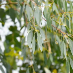 WILLEMSE FRANCE - Eucalyptus gunnii - le pot / 1.5l / hauteur livrée 80-90cm, vendu par lot de 2