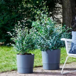 WILLEMSE FRANCE - Eucalyptus gunnii - le pot / 1.5l / hauteur livrée 80-90cm, vendu par lot de 2