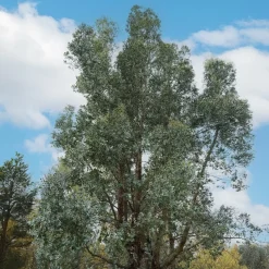 WILLEMSE FRANCE - Eucalyptus gunnii - le pot / 1.5l / hauteur livrée 80-90cm, vendu par lot de 2