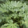 WILLEMSE FRANCE - Fatsia du japon - le pot / ø 9cm, vendu par lot de 2