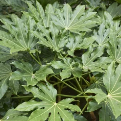 WILLEMSE FRANCE - Fatsia du japon - le pot / ø 9cm, vendu par lot de 2