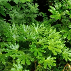 WILLEMSE FRANCE - Fatsia du japon - le pot / ø 9cm, vendu par lot de 2