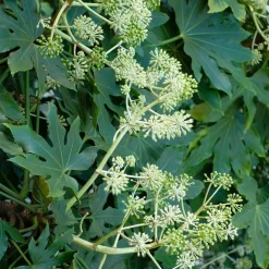 WILLEMSE FRANCE - Fatsia du japon - le pot / ø 9cm, vendu par lot de 2