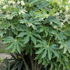 WILLEMSE FRANCE - Fatsia du japon - le pot / ø 9cm, vendu par lot de 2