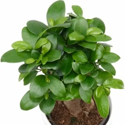 WILLEMSE FRANCE - Ficus bonsaï ginseng - le pot / ø 12cm / hauteur livrée environ 18cm
