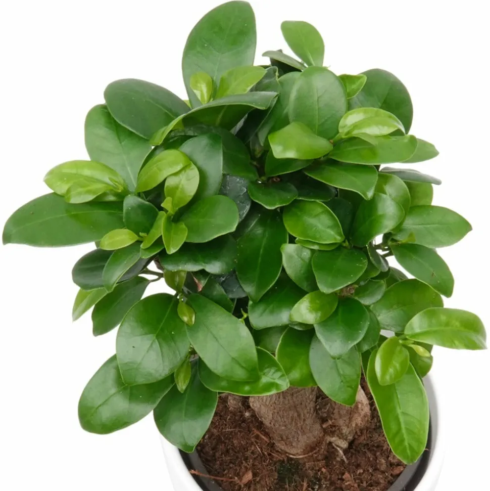 WILLEMSE FRANCE - Ficus bonsaï ginseng - le pot / ø 12cm / hauteur livrée environ 18cm