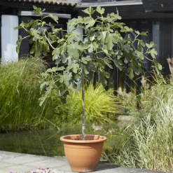 WILLEMSE FRANCE - Figuier sur tige - le pot / 3l / tige 70cm / hauteur livrée 90-120cm