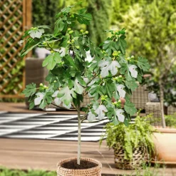 WILLEMSE FRANCE - Figuier sur tige - le pot / 3l / tige 70cm / hauteur livrée 90-120cm