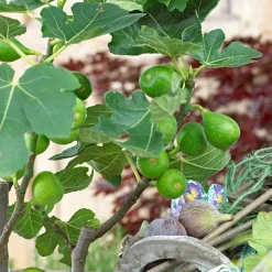 WILLEMSE FRANCE - Figuier perretta - le pot / ø 13cm / hauteur livrée 20-30cm, vendu par lot de 2