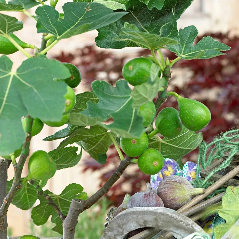 WILLEMSE FRANCE - Figuier perretta - le pot / ø 13cm / hauteur livrée 20-30cm, vendu par lot de 2