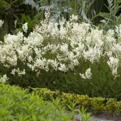 WILLEMSE FRANCE - Filipendule commune - le pot / ø 9cm, vendu par lot de 2