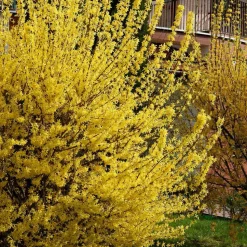 WILLEMSE FRANCE - Forsythia spectabilis - le pot / 1.5l / 3-5 branches / hauteur livrée 30-40cm, vendu par lot de 2