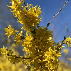 WILLEMSE FRANCE - Forsythia spectabilis - le pot / 1.5l / 3-5 branches / hauteur livrée 30-40cm, vendu par lot de 2