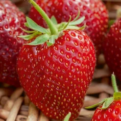 WILLEMSE FRANCE - Fraisier remontant cirafine - le paquet de 6 en pots de 7 cm