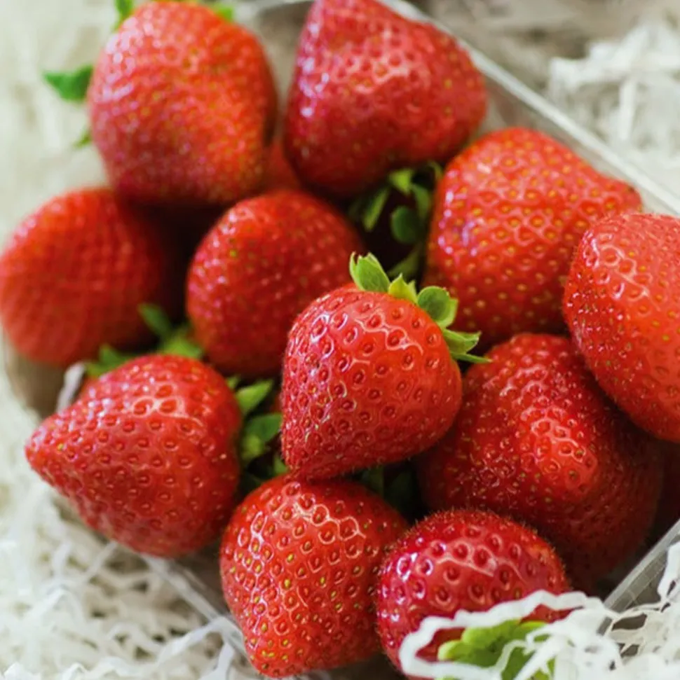 WILLEMSE FRANCE - Fraisier remontant charlotte - le paquet de 6 en pots de 7 cm