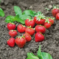 WILLEMSE FRANCE - Fraisier remontant charlotte - le paquet de 6 en pots de 7 cm