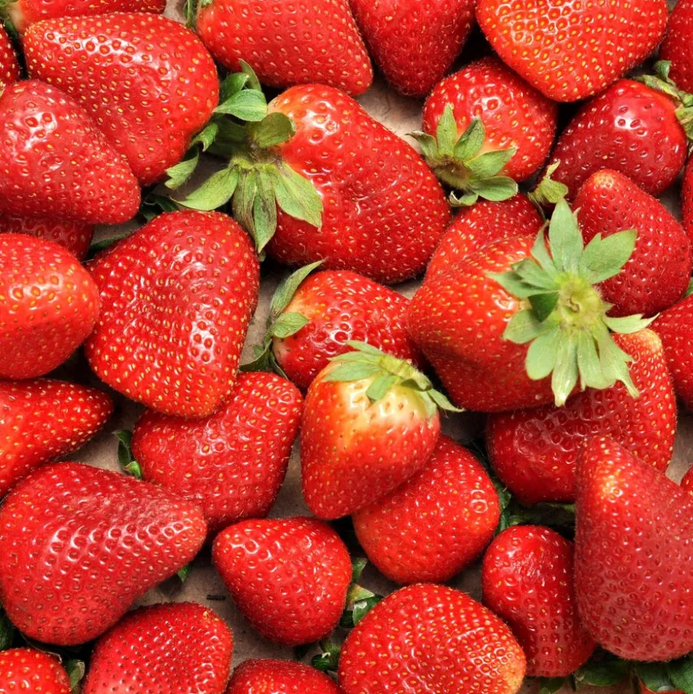 WILLEMSE FRANCE - Fraisier remontant charlotte - le paquet de 6 en pots de 7 cm