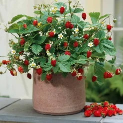 WILLEMSE FRANCE - Fraisier remontant reine des vallées - les 6 pots / 7cm