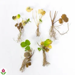 WILLEMSE FRANCE - Fraisier remontant reine des vallées - les 6 pots / 7cm