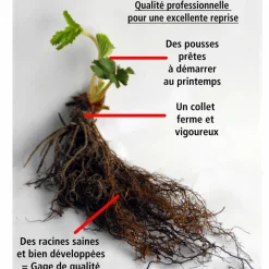 WILLEMSE FRANCE - Fraisier remontant reine des vallées - les 6 pots / 7cm