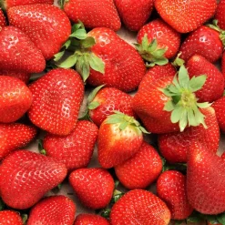 WILLEMSE FRANCE - Fraisier remontant charlotte - le paquet de 5 en racines nues