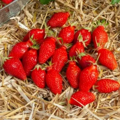 WILLEMSE FRANCE - Fraisier gariguette - le paquet de 20 racines nues