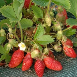 WILLEMSE FRANCE - Fraisier gariguette - le paquet de 20 racines nues