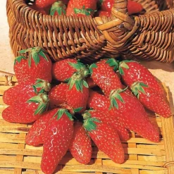 WILLEMSE FRANCE - Fraisier gariguette - le paquet de 20 racines nues