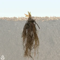 WILLEMSE FRANCE - Fraisier rubis des jardins - le paquet de 5 en racines nues