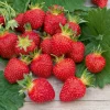 WILLEMSE FRANCE - Fraisier rubis des jardins - le paquet de 6 en pots de 7 cm