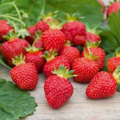 WILLEMSE FRANCE - Fraisier rubis des jardins - le paquet de 6 en pots de 7 cm